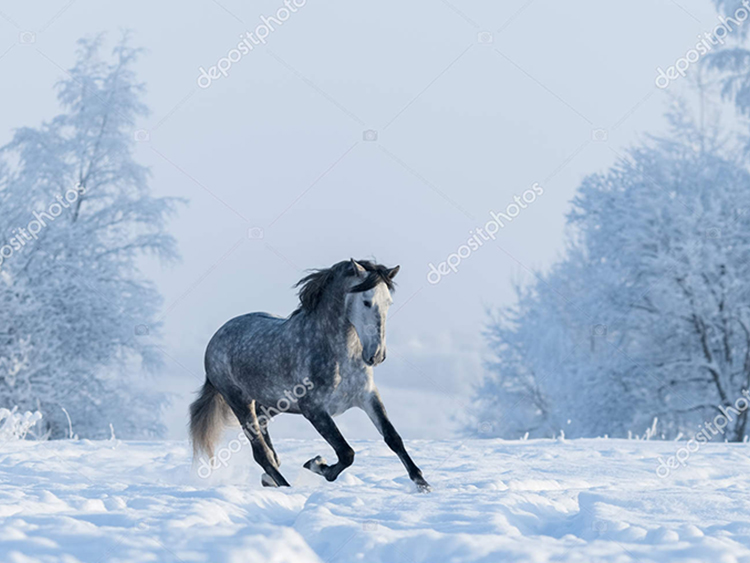 Cuidados del caballo en invierno Con precaución y los cuidados apropiados, el invierno puede ser un buen aliado para tu caballo.